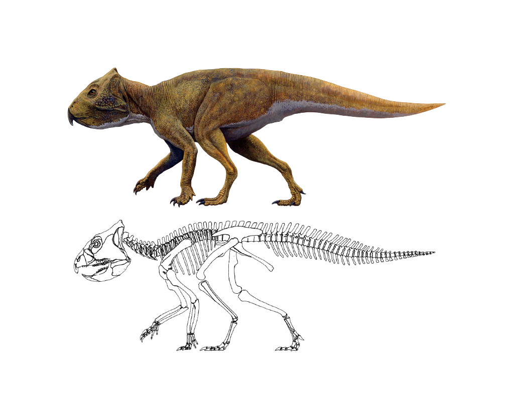 角竜 丹波地域恐竜化石フィールドミュージアム
