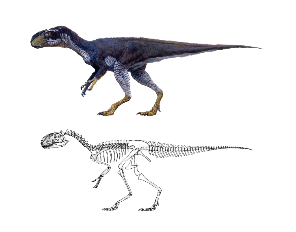 ティラノサウルス類 丹波地域恐竜化石フィールドミュージアム