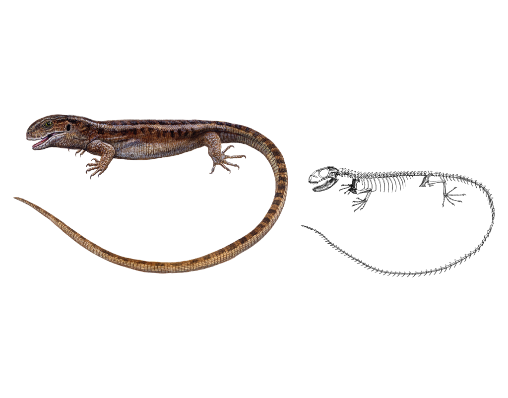 パキゲニス・アダチイ（爬虫類） - 丹波地域恐竜化石フィールド